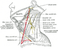 Subclavian triangle