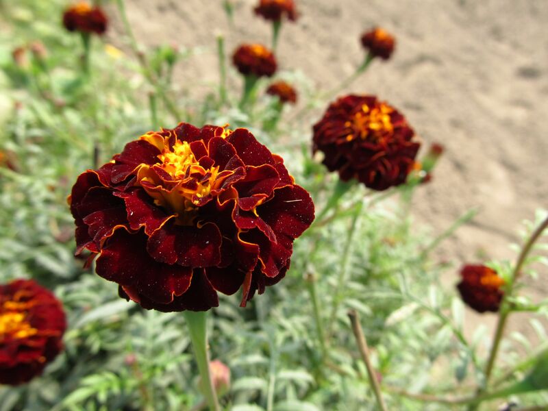 File:Red Marigold.jpg
