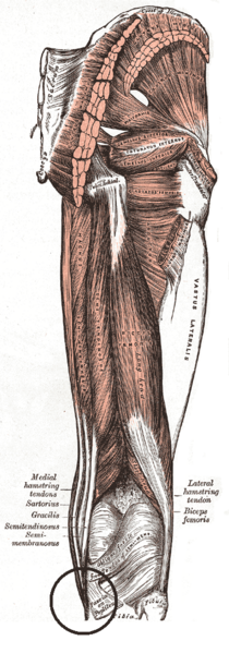 File:Pes anserinus.png