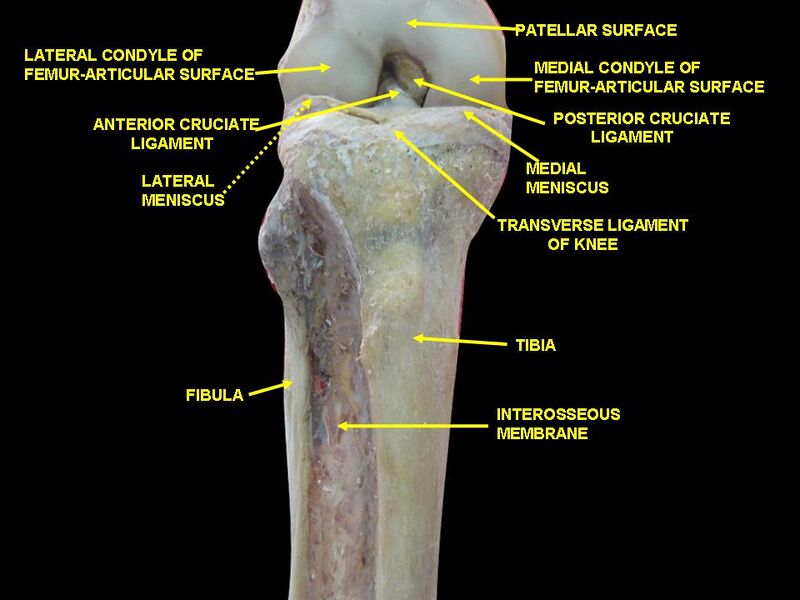 File:Slide1besa.JPG