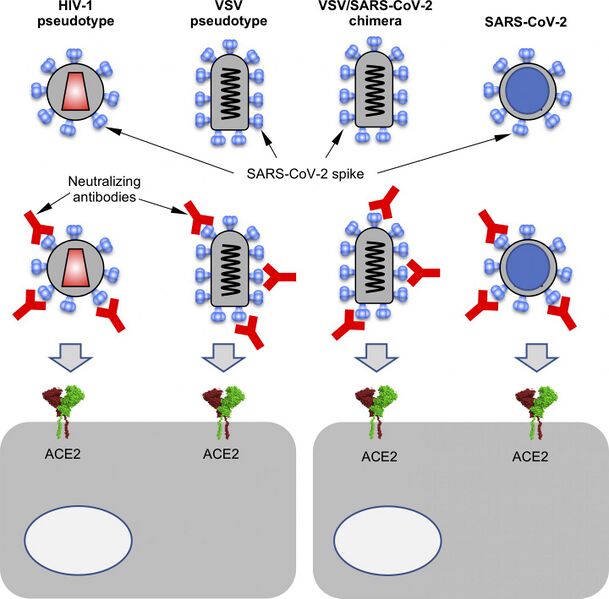 File:238054 web surrogate viruses.jpg