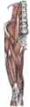 The arteries of the gluteal and posterior femoral regions