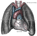 Superior vena cava
