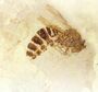 Thumbnail for version as of 22:29, 8 June 2026