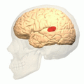 Thumbnail for version as of 12:49, 29 May 2026