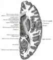 Thumbnail for version as of 17:27, 18 May 2026