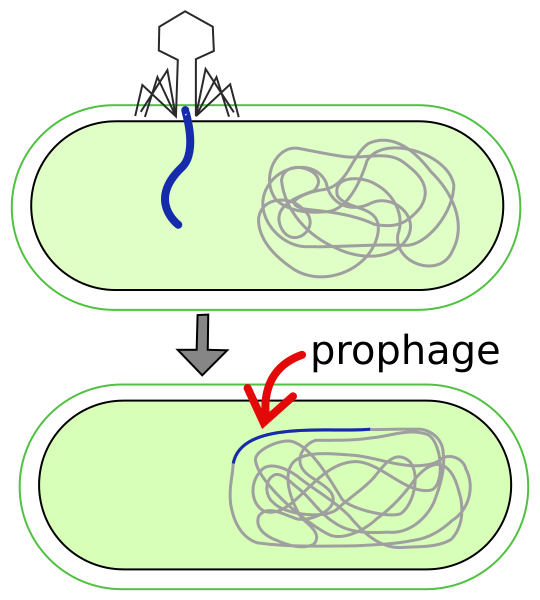File:Prophage.svg
