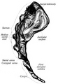 Thumbnail for version as of 22:32, 8 June 2026
