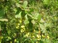 Thumbnail for version as of 03:33, 5 June 2026