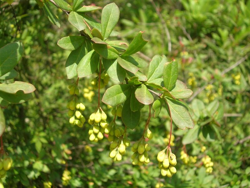 File:BerberisAculeata.jpg