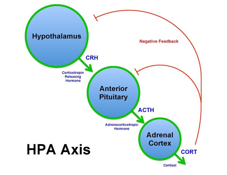 File:Brian M Sweis HPA Axis Diagram 2012.pdf