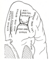 Diagram of the human brain showing the frontal lobe