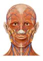 Anterior-posterior view of head anatomy.