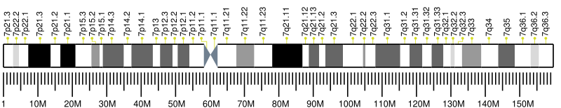 File:Human chromosome 7 ideogram.svg