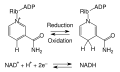 NAD+ oxidation and reduction