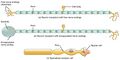 Receptor Types