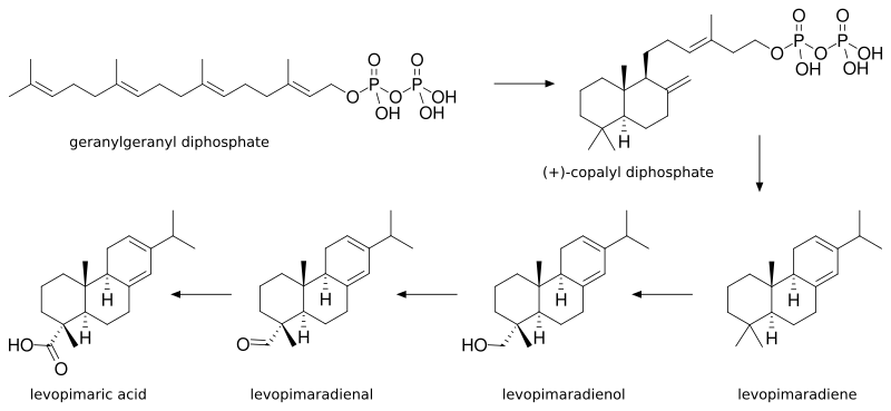 File:Biosynthesis of levopimaric acid.svg