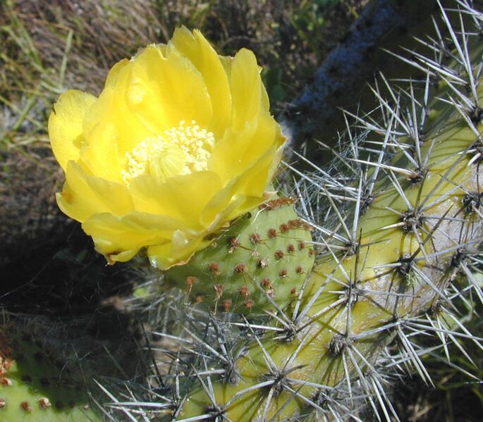 File:Opuntia ficus-indica.jpg