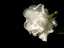 Thumbnail for version as of 22:30, 8 June 2026