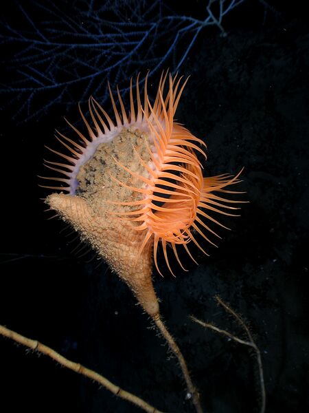 File:Actinoscyphia aurelia 1.jpg