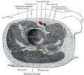 Muscles of the gluteal and posterior femoral regions