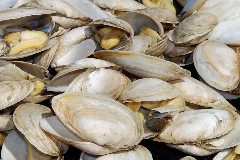 File:Steamedclams.jpg