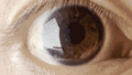 Iris (anatomy)