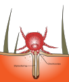 Thumbnail for version as of 13:39, 8 June 2026
