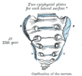 FIG. 109– Ossification of the sacrum. (Picture From the Classic Gray's Anatomy)