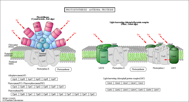 File:Antennae Complex.png