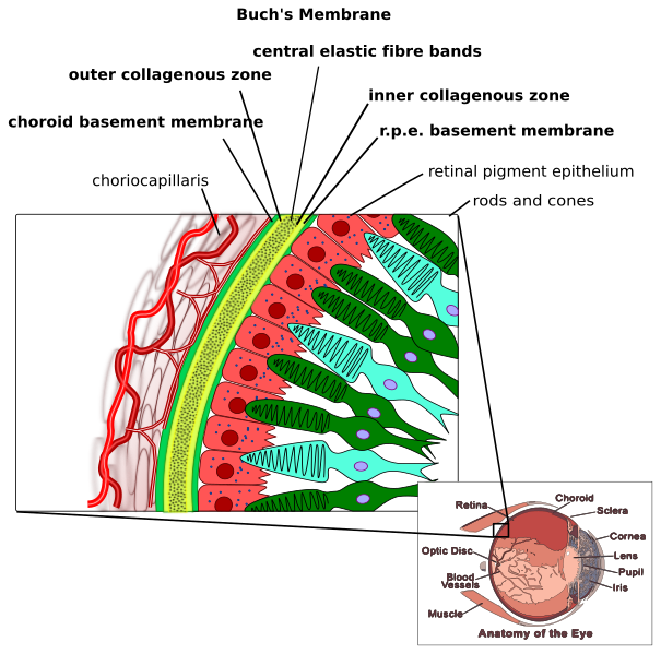 File:Buchs membrane.svg