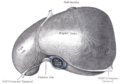Liver