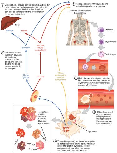 File:1905 Erythrocyte Life Cycle.jpg