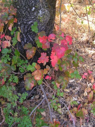 File:PoisonOak wb biggerLeaves.jpg