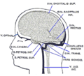 Confluence of sinuses