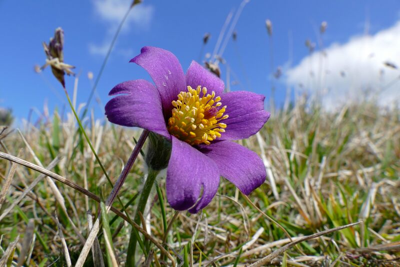 File:Pasque Flower (Pulsatilla vulgaris) (17022184800).jpg