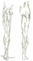 Lumboinguinal nerve
