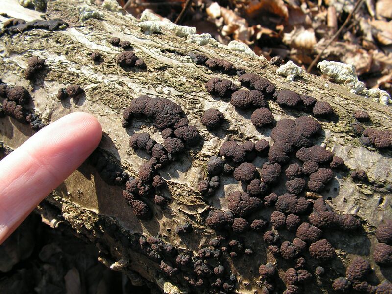 File:Hypoxylon sp.jpg