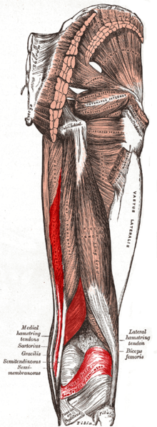 File:Semimembranosus muscle.PNG
