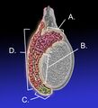Epididymis diagram