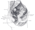 Lateral view of the pubic symphysis