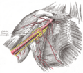 Gray's Anatomy illustration 523