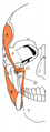 Diagram of the masticator space