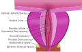 Diagram of the prostatic urethra