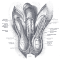 Structures of the spermatic cord