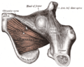 Anterior inferior iliac spine