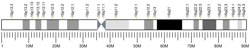 File:Human chromosome 16 ideogram.svg