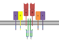 Superantigen