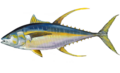Thunnus albacares