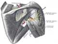 Teres minor muscle
